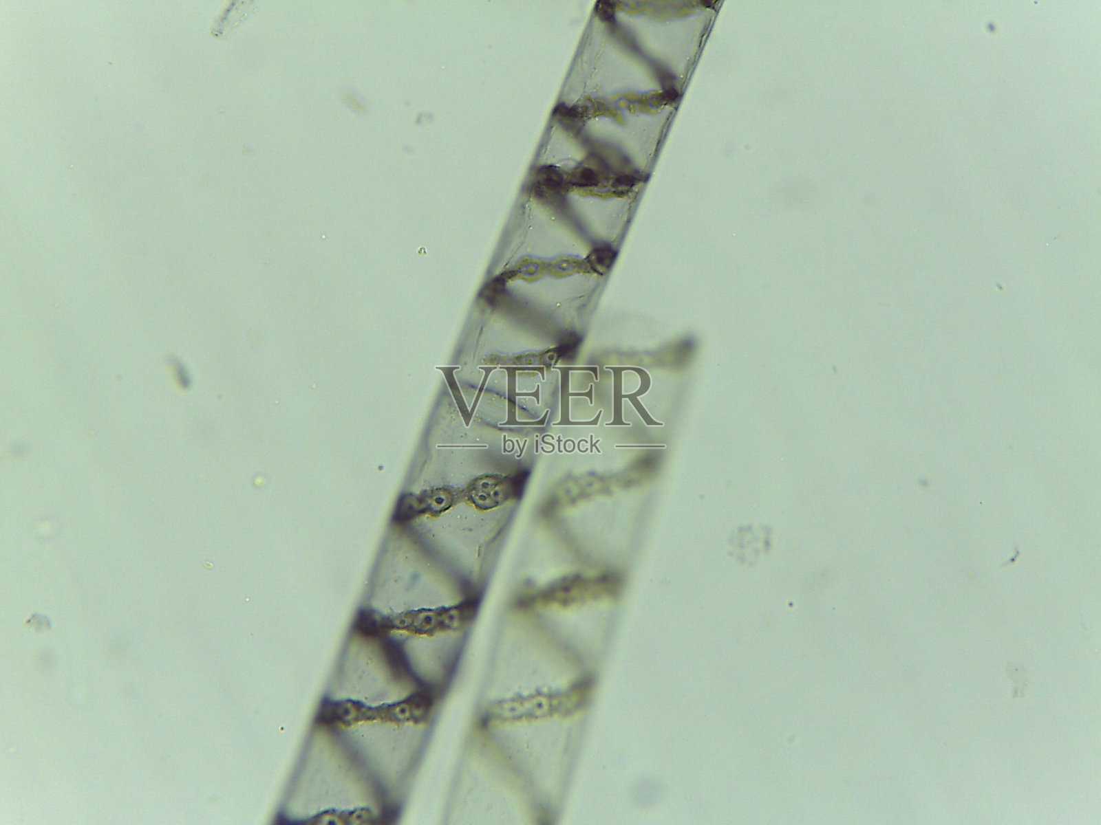 显微镜下丝状绿藻（水绵）的螺旋状叶绿体特写照片摄影图片