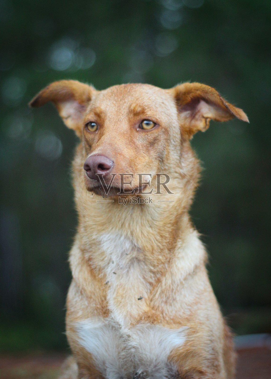 一只暖色调的狗，眼神专注，望向一侧，背景是柔和模糊的自然风光。体现了狗狗平静的关注和自然的好奇心。照片摄影图片
