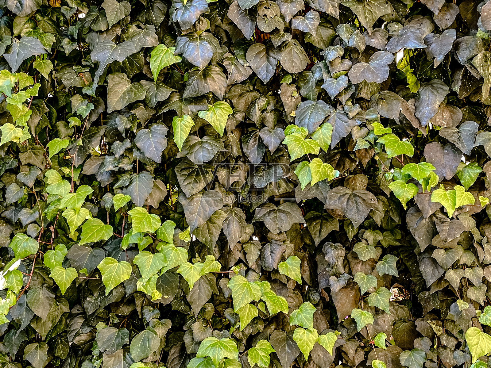 茂密翠绿与棕色的藤蔓叶片，密集地重叠在纹理石墙背景上，适合植物学主题照片摄影图片