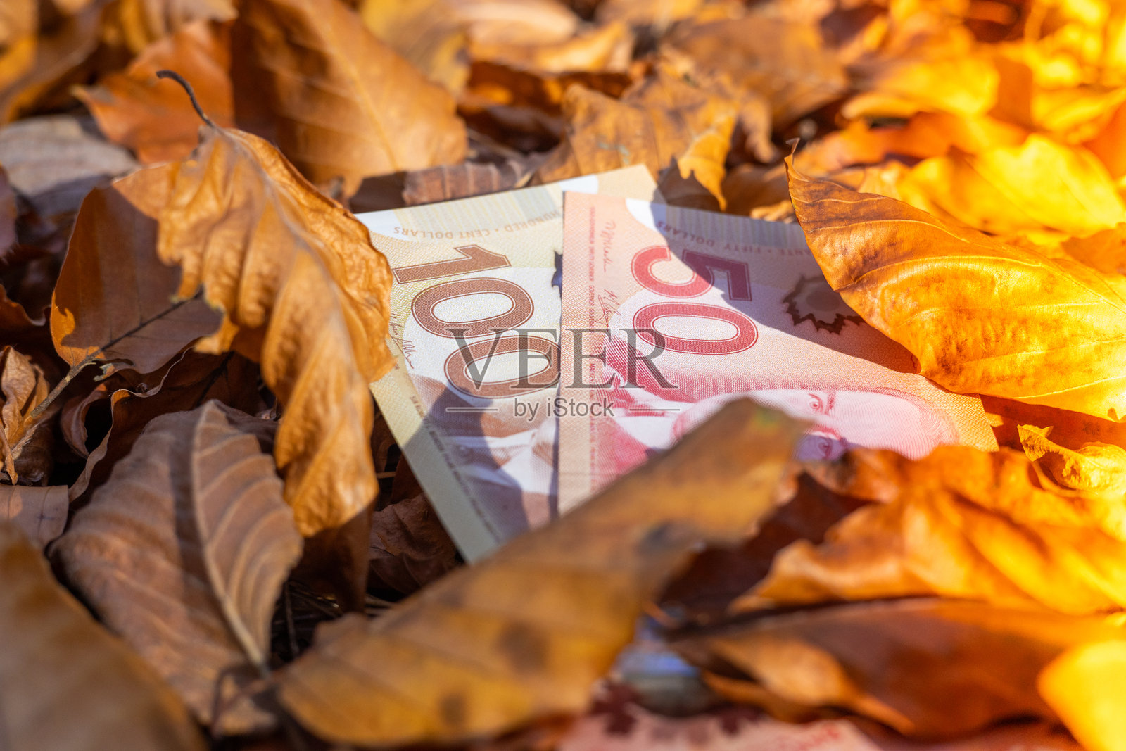 加拿大货币。50加元和100加元钞票散落在秋叶中。金融和商业概念。银行优惠，养老基金。特写照片摄影图片