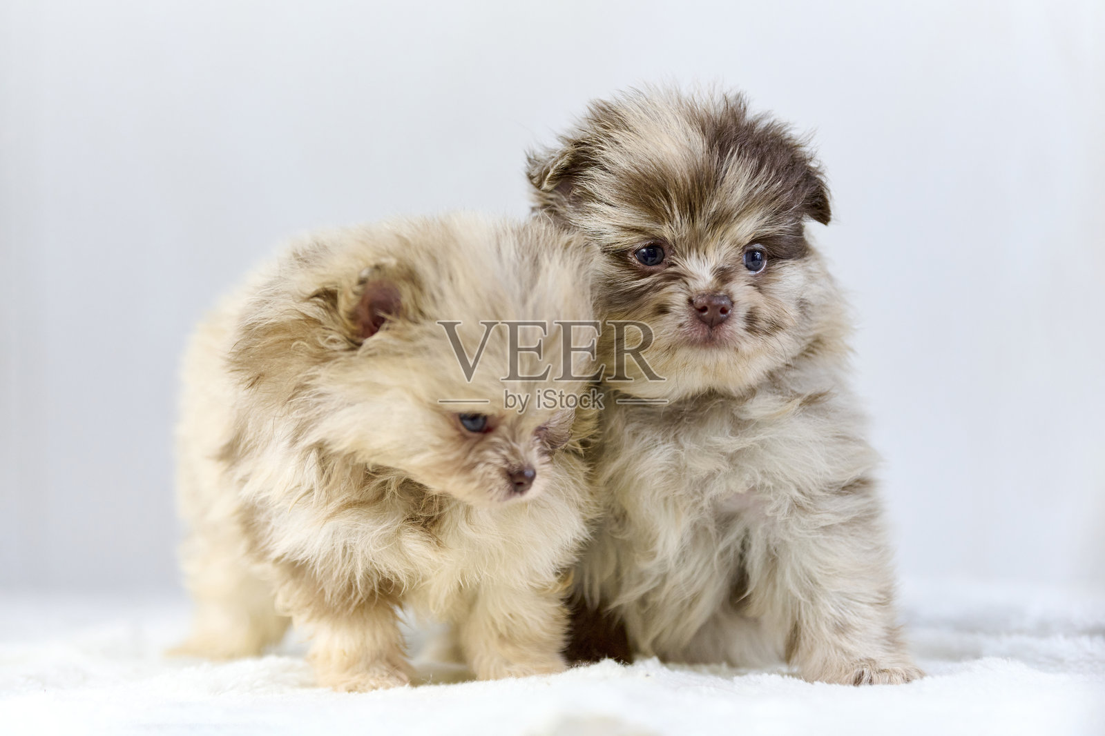 毛茸茸的博美犬幼崽，背景为柔软的白色照片摄影图片