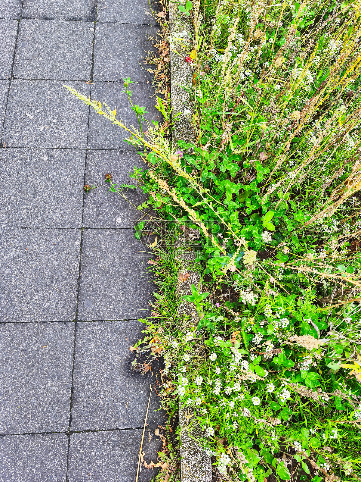 无人打理的茂密野花和杂草生长在深色铺路石旁边照片摄影图片
