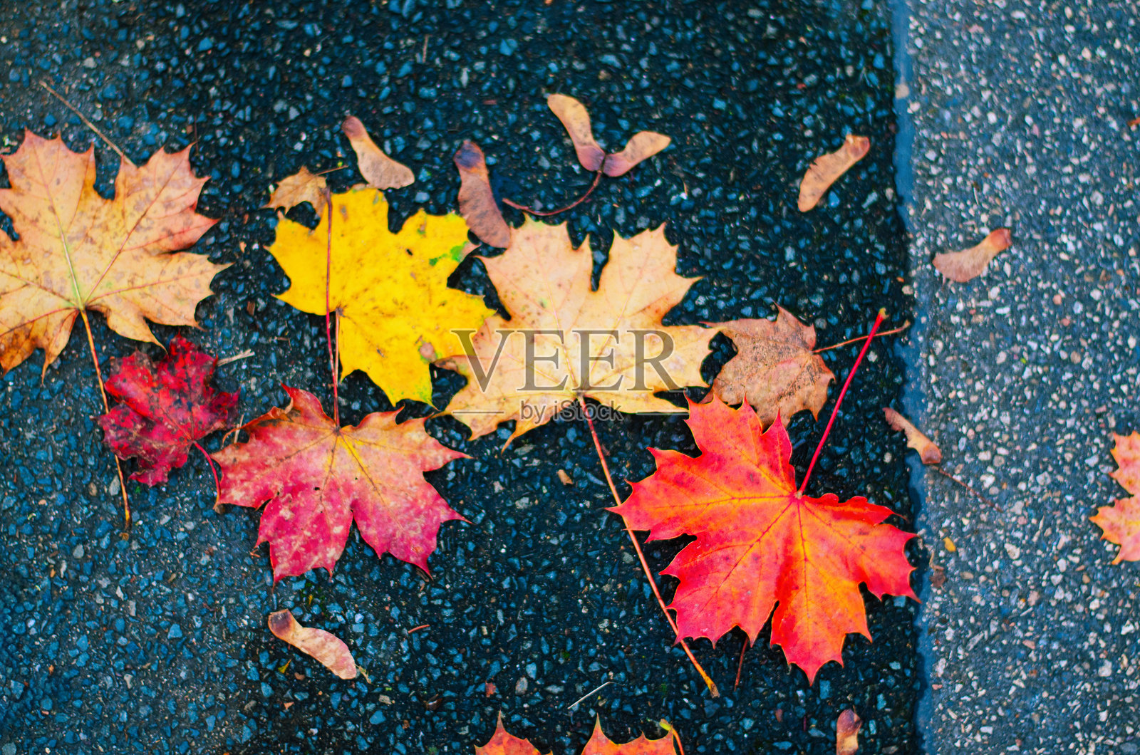 秋雨中，色彩鲜艳的枫叶落在深色的沥青马路上照片摄影图片