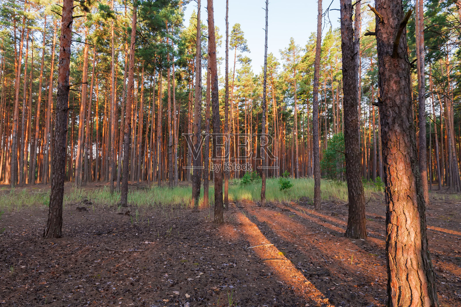 阳光明媚的傍晚，疏疏落落的高大树木组成的松树林照片摄影图片