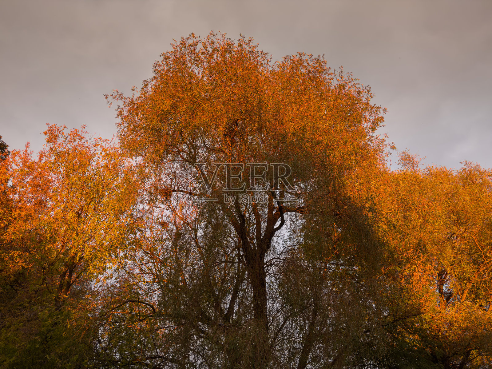夕阳下，老柳树在多云的天空映衬下，叶子呈现出秋天的色彩。照片摄影图片