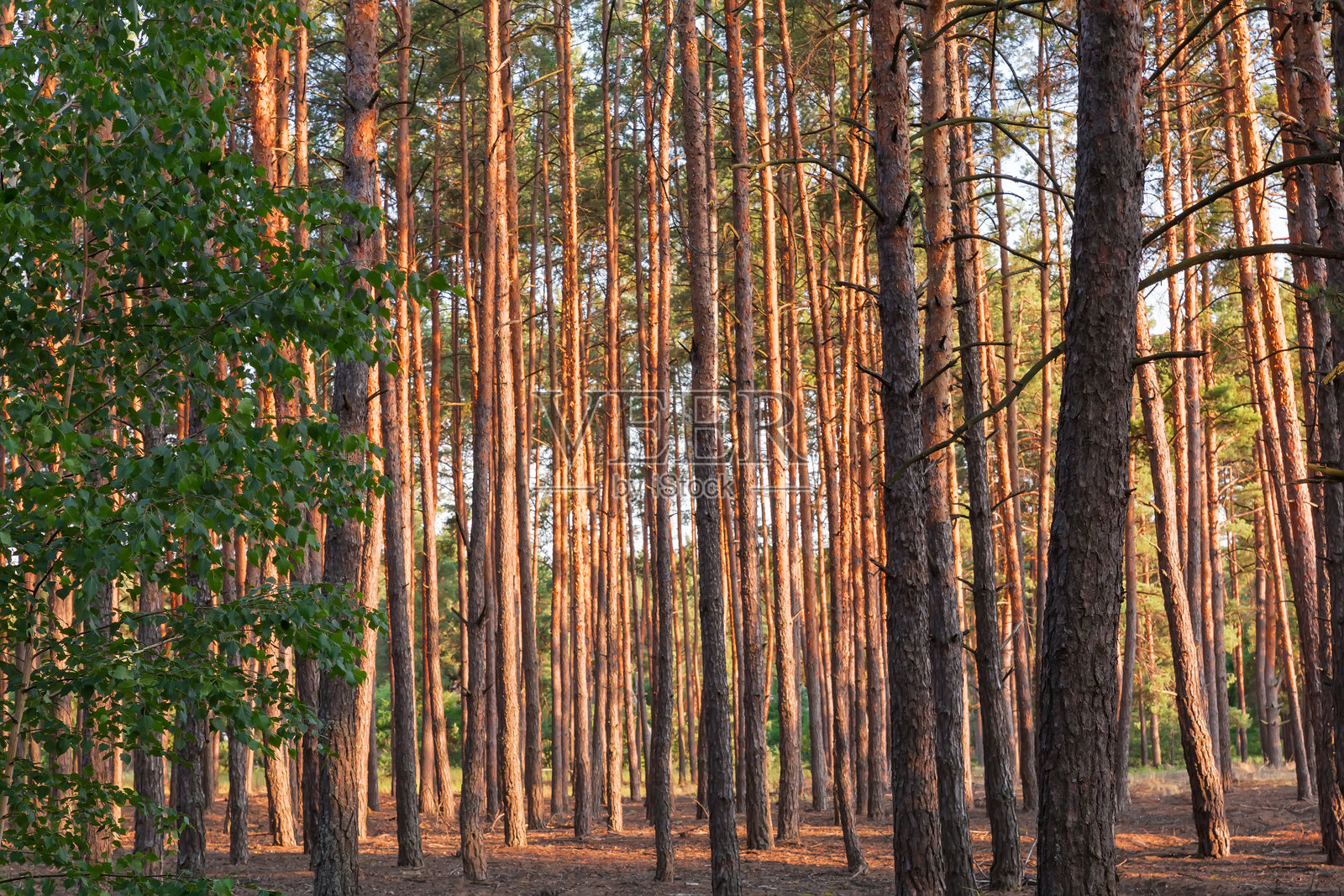 夏日阳光明媚的傍晚，高大的松树林照片摄影图片