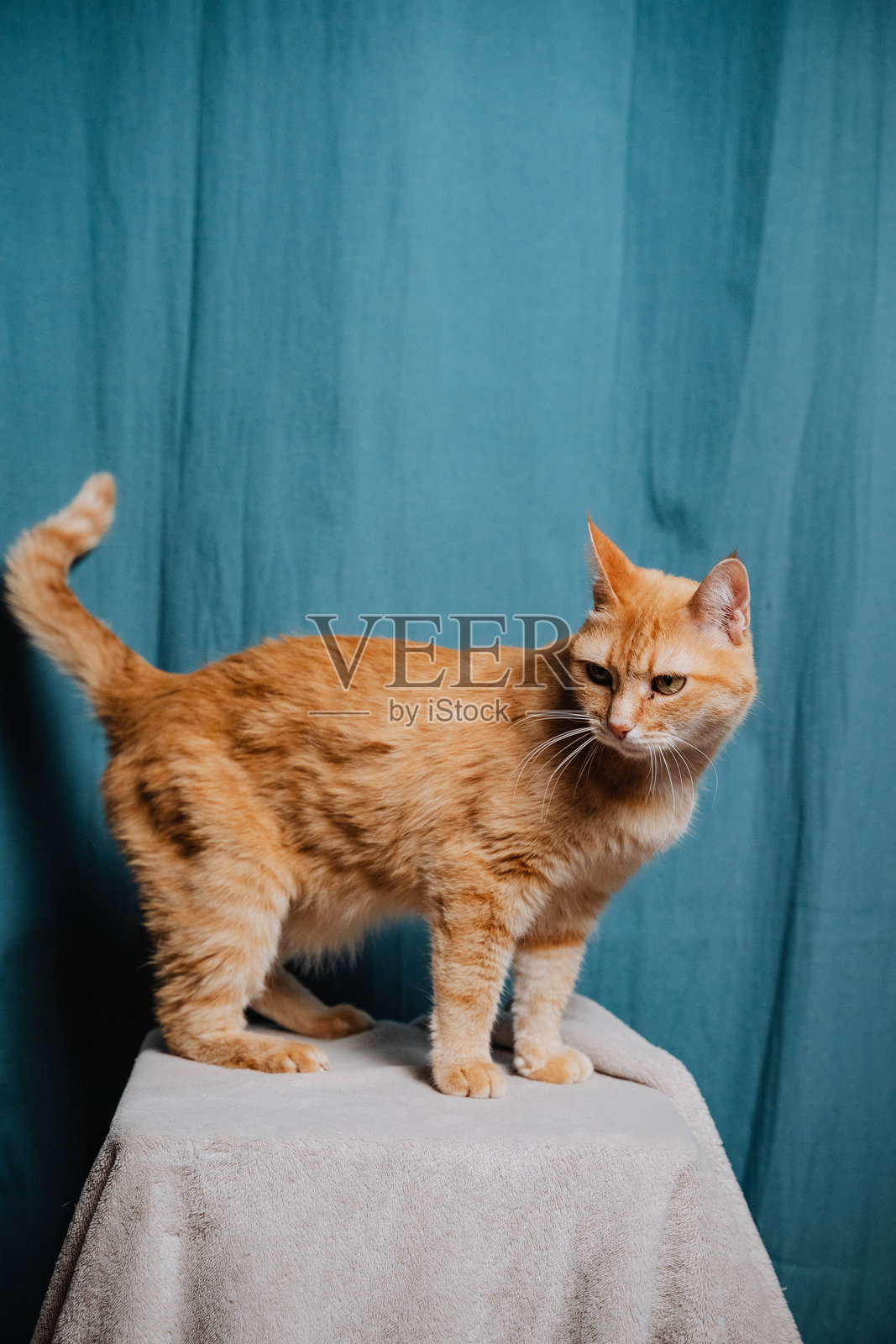 一只橘猫正骄傲地站立在柔软蓬松的白毯上，在舒适的窝里安顿下来，享受着它提供的温暖和惬意。照片摄影图片