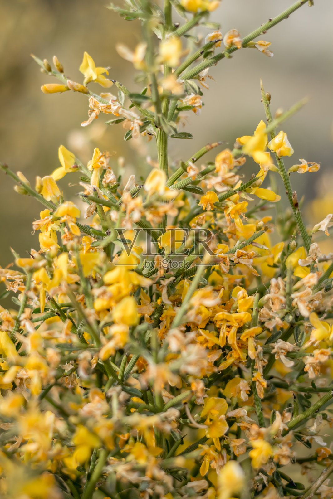 带黄色花朵的灌木照片摄影图片