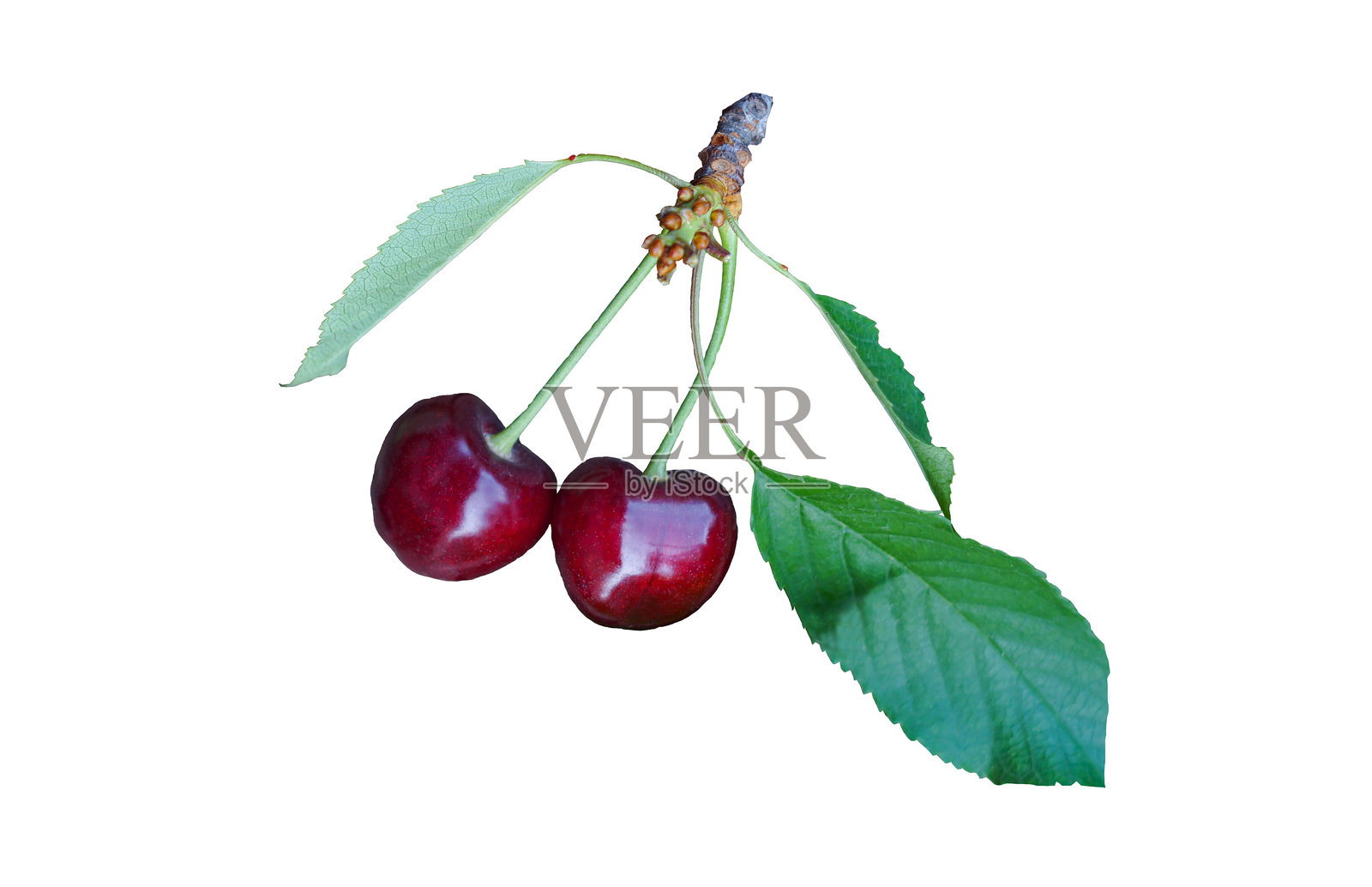 白色背景上的一对红樱桃照片摄影图片