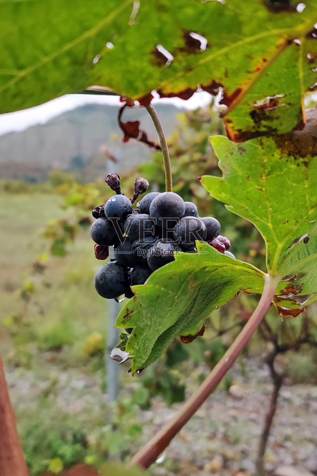 格鲁吉亚卡赫季地区藤蔓上成串的成熟葡萄照片摄影图片