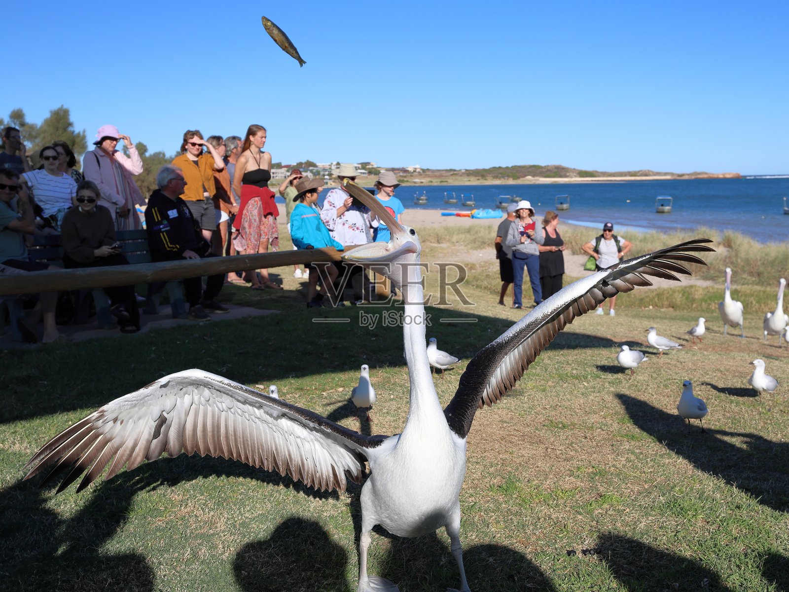 澳大利亚鹈鹕在西澳大利亚州卡尔巴里默奇森河滨海地带进行日常喂食。沿海、旅游、假日城镇、中西部地区。大张的嘴，喉囊。志愿者喂食并进行科普讲解。照片摄影图片