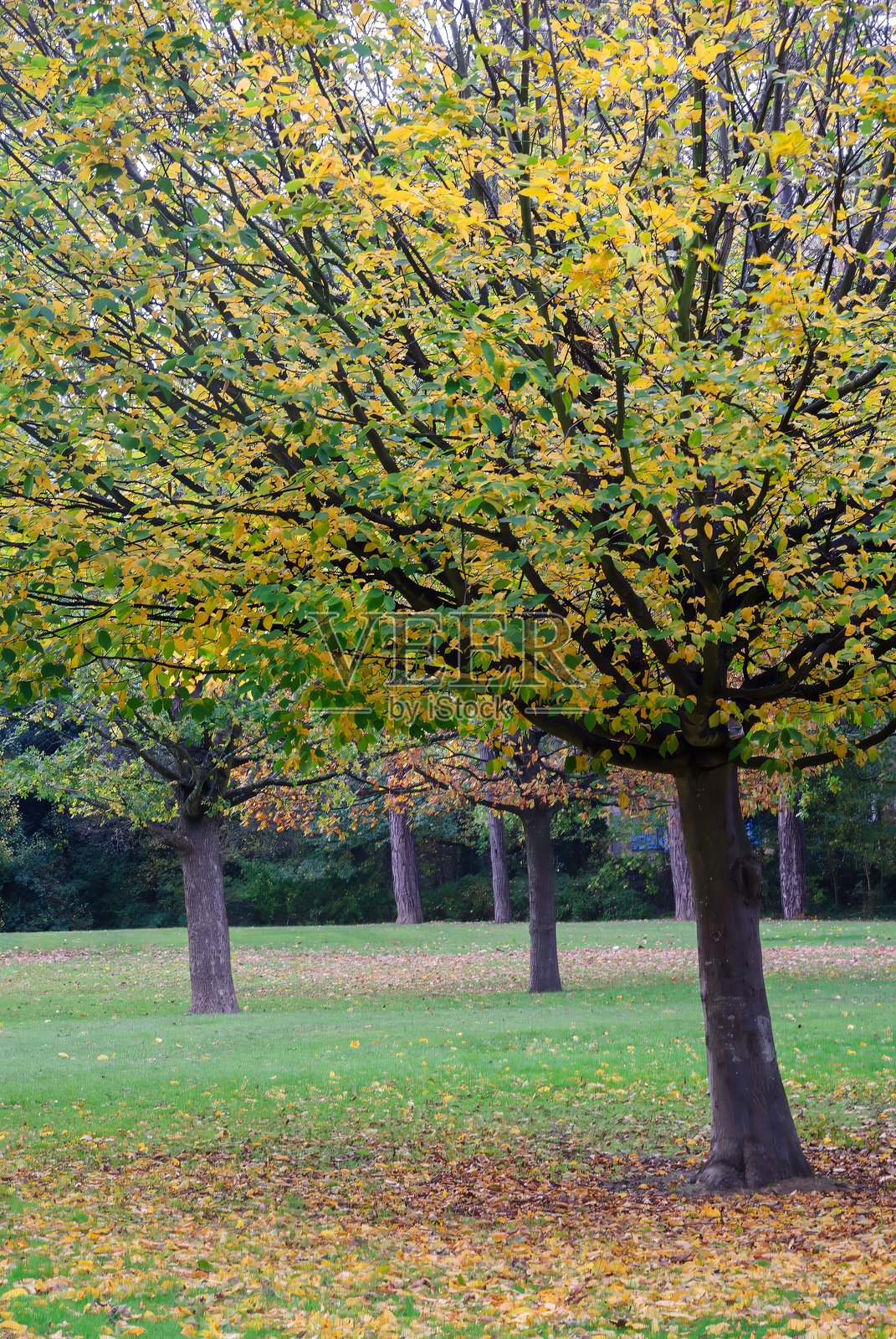 秋日风光——红、橙、黄的树叶照片摄影图片