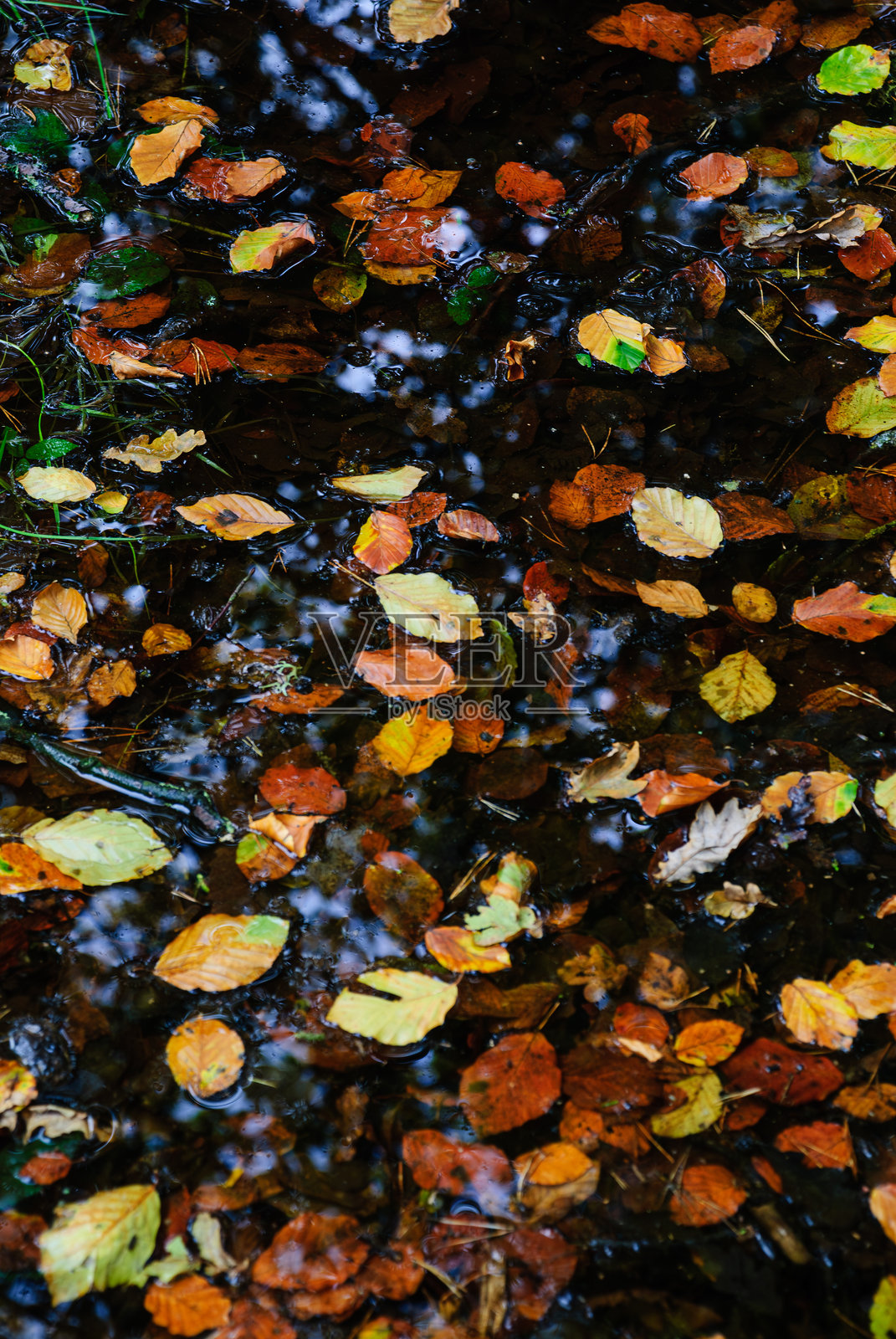 秋季树叶景观——红色、橙色和黄色的树叶照片摄影图片