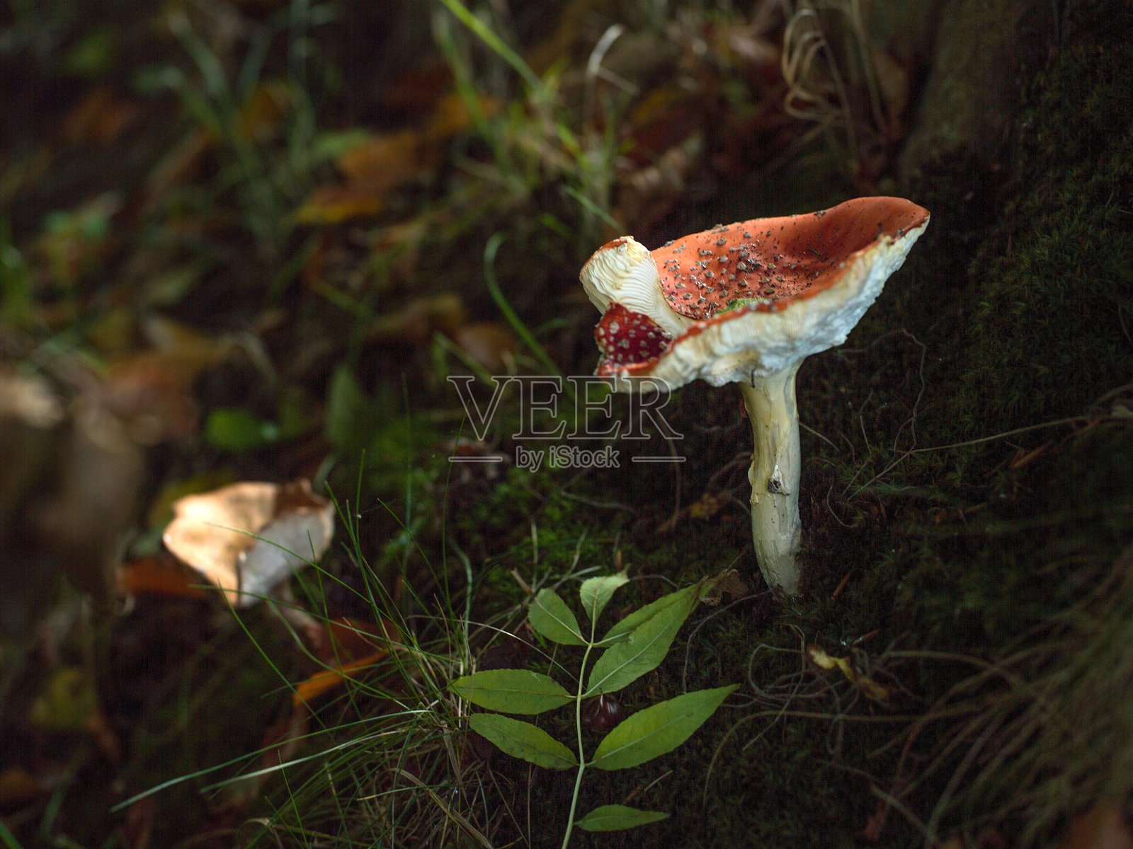 秋日森林里的蘑菇照片摄影图片