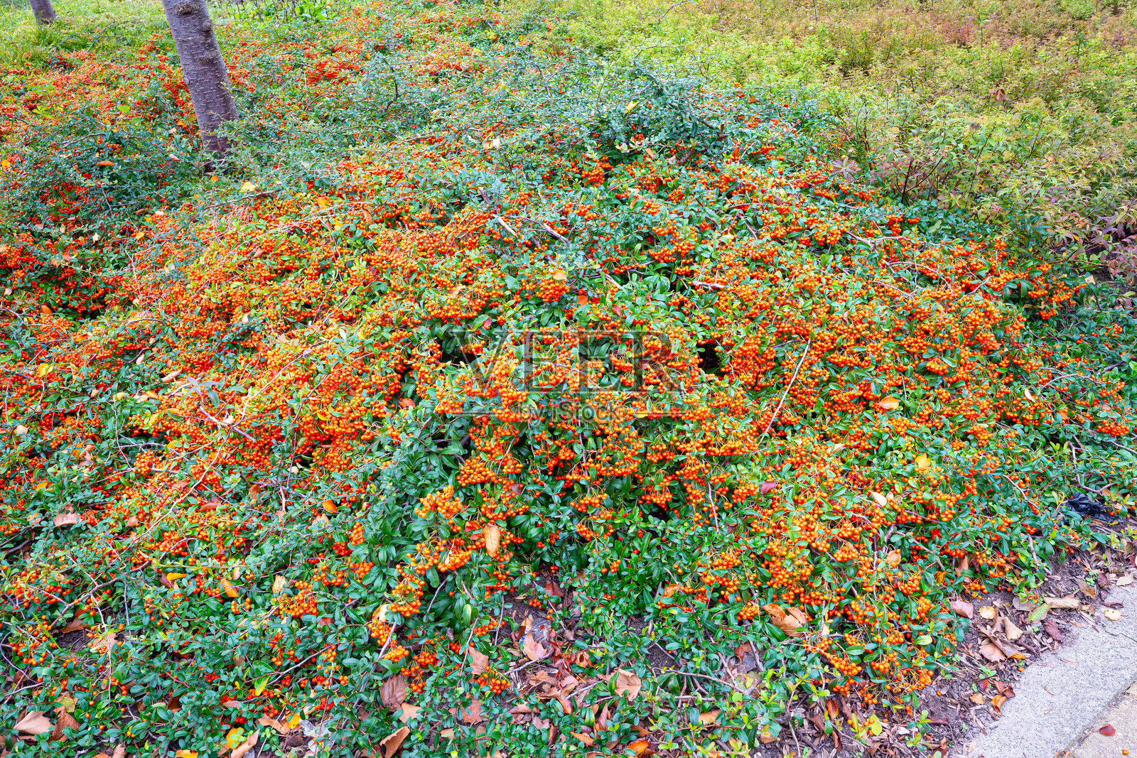 火棘或Pyracantha，带有色彩鲜艳的橙色浆果。照片摄影图片
