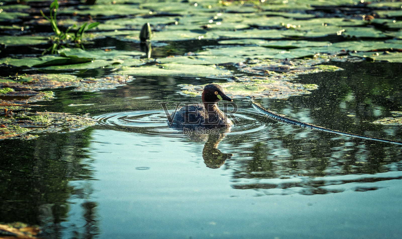 鸭子照片摄影图片