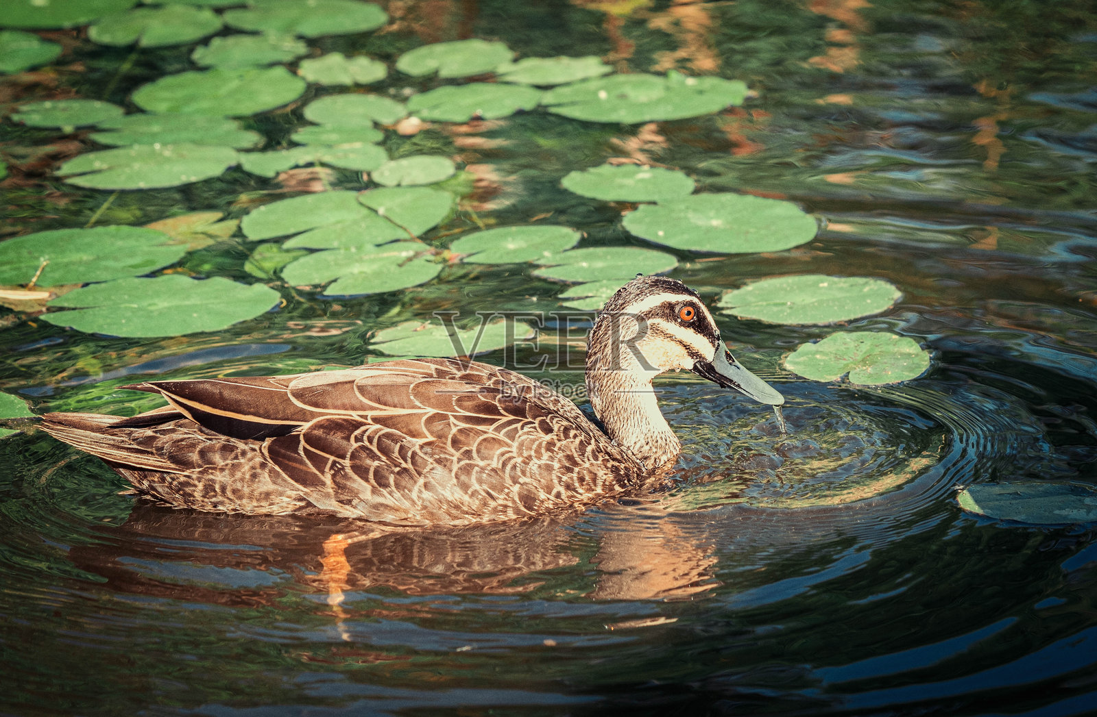 鸭子照片摄影图片