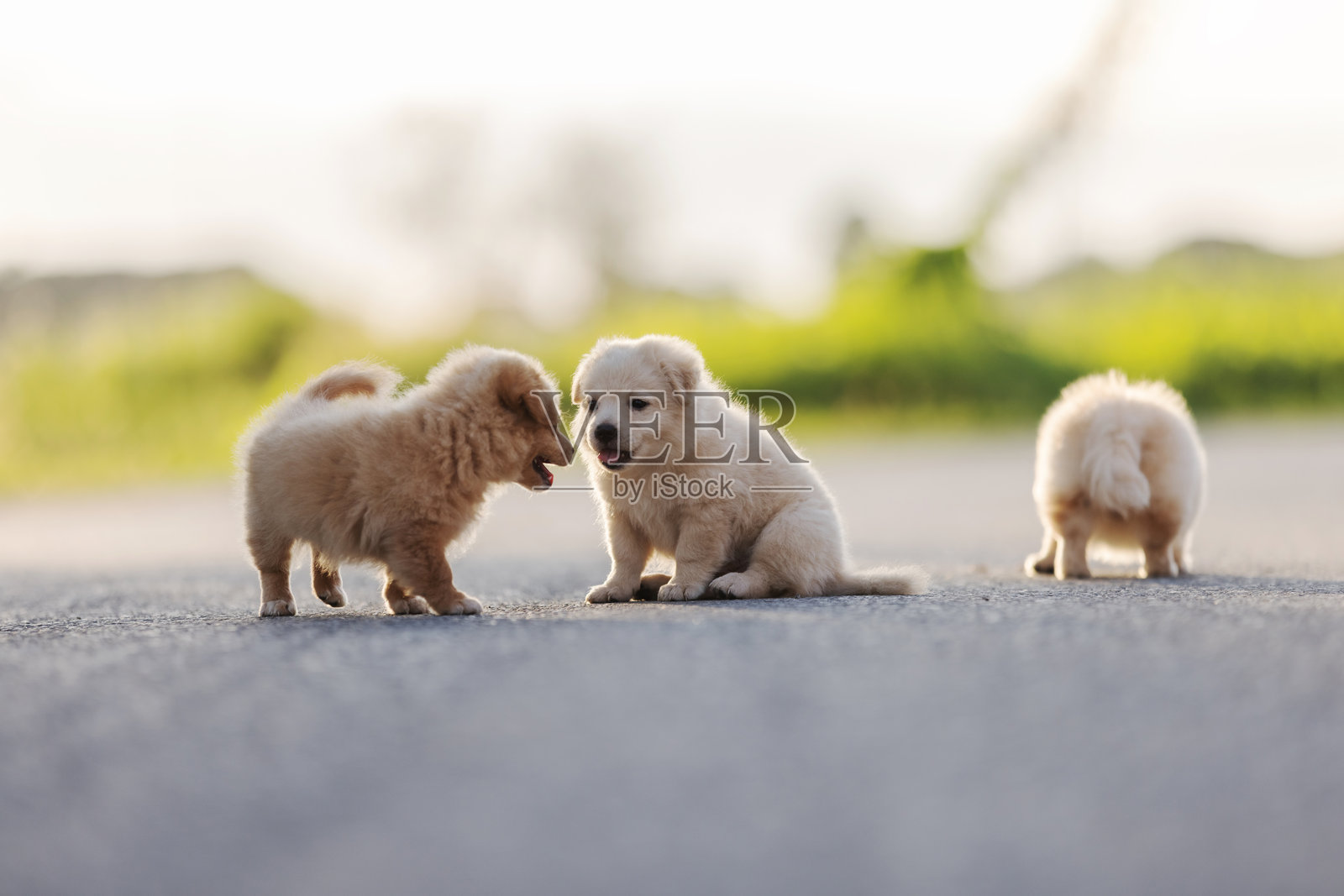 三只毛茸茸的可爱小狗在温暖的阳光下，于一条安静的道路上一起玩耍。照片摄影图片