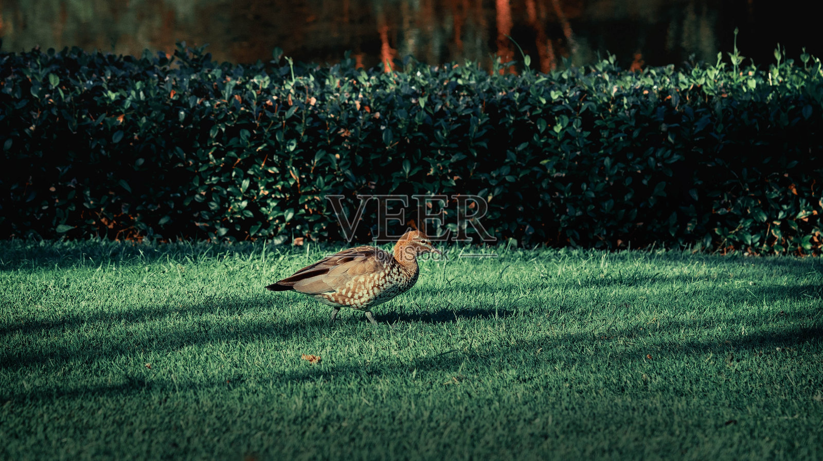 鸭子照片摄影图片