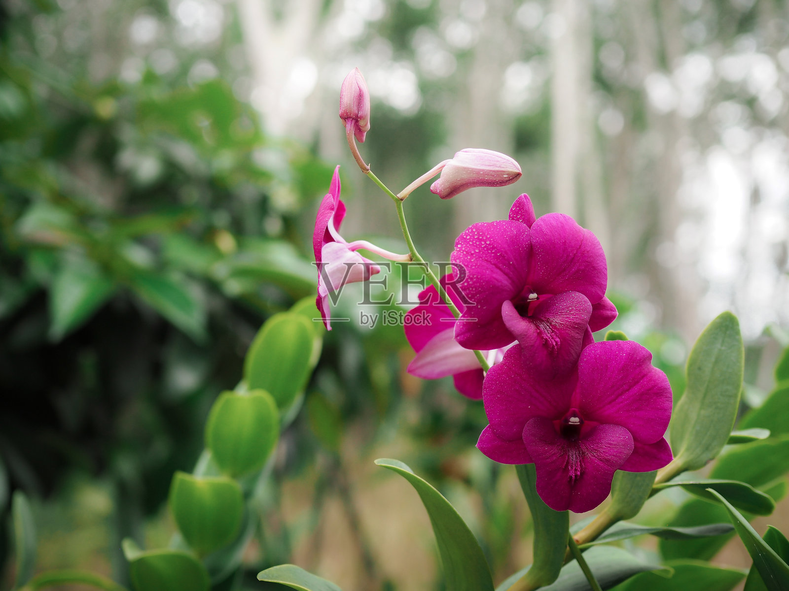 自然绿色背景上美丽的紫色兰花照片摄影图片