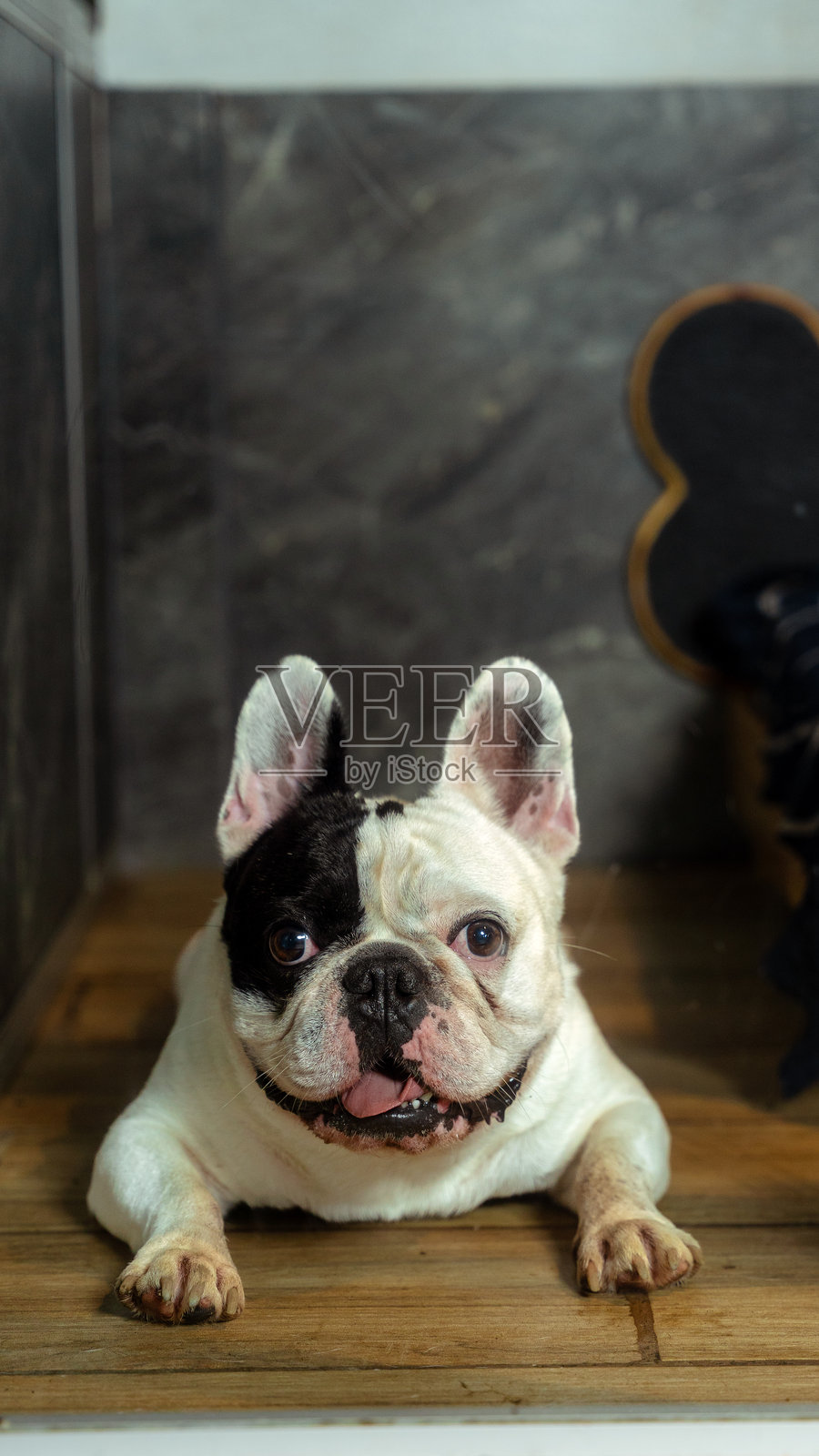 一只对着镜头微笑的法国斗牛犬幼崽，快乐的宠物照片摄影图片