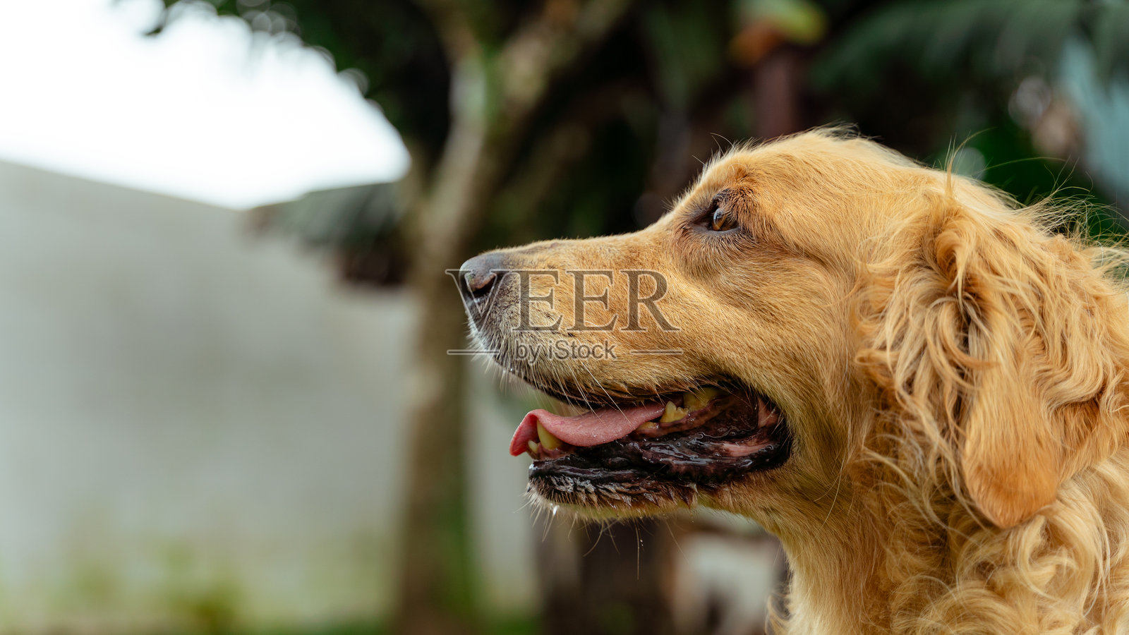 金毛猎犬在户外喘气休息照片摄影图片