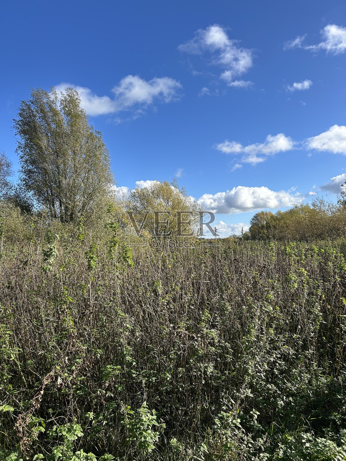 秋日原野，高草丛生，蓝天澄澈，林木疏朗照片摄影图片