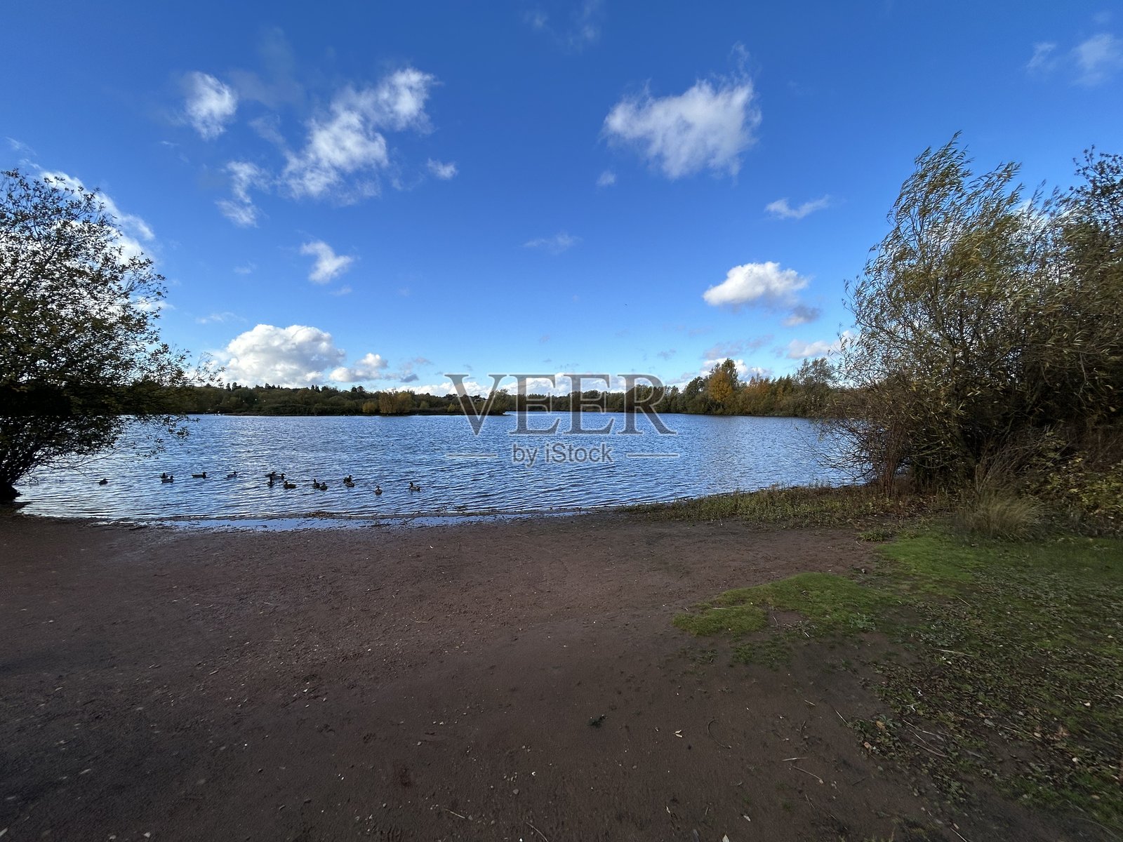 宁静的湖景，有鸭子、蓝天、秋树，以及岸边的远处倒影照片摄影图片