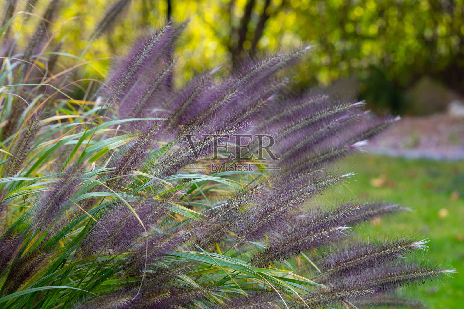 黑美人日本狼尾草 (Pennisetum alopecuroides)照片摄影图片