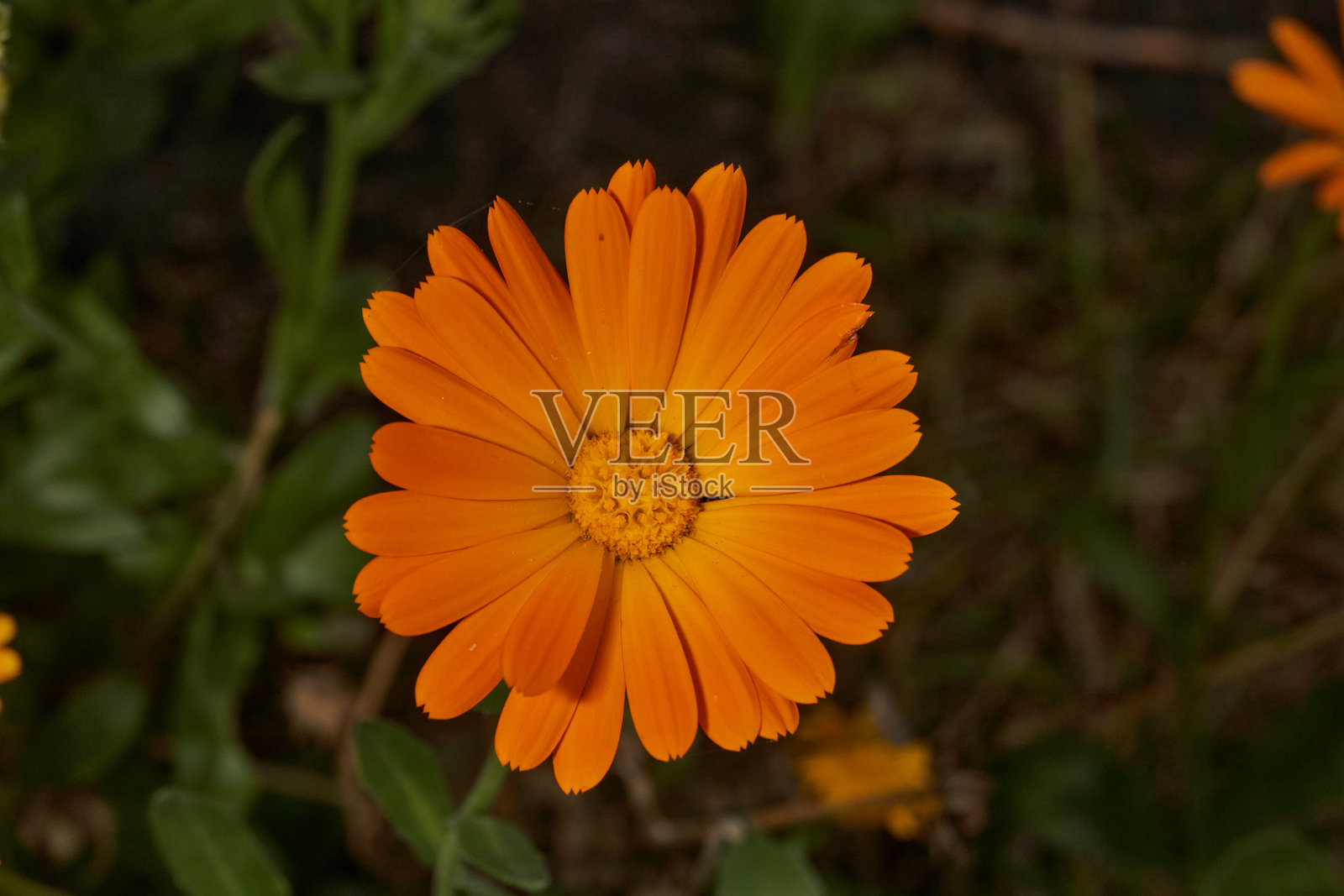 花园草坪上的金盏花盛开。照片摄影图片