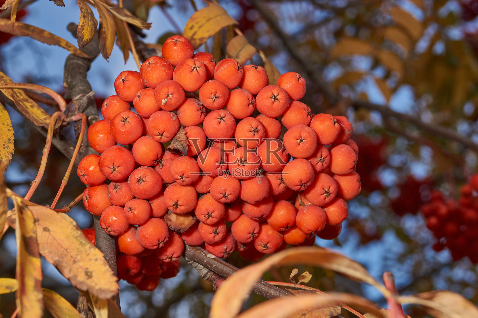 秋叶映衬下的鲜红的罗文浆果。照片摄影图片
