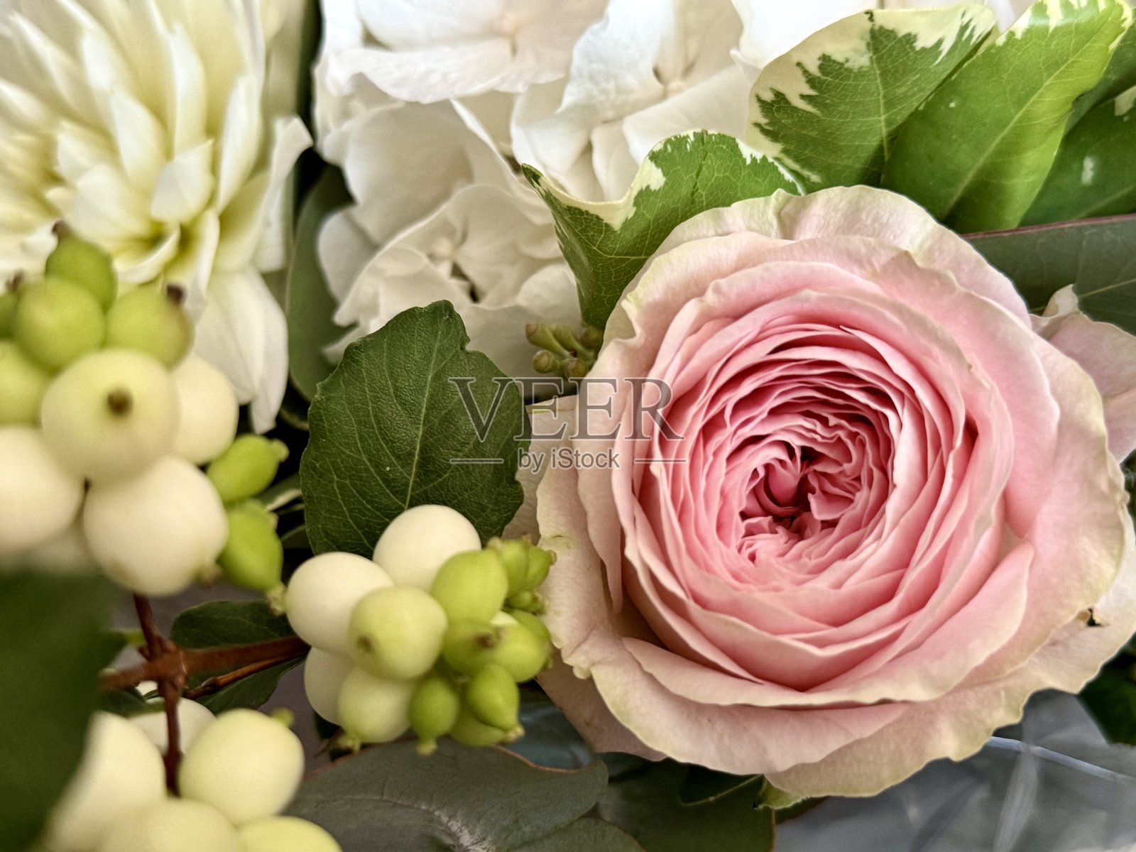 粉色玫瑰照片摄影图片