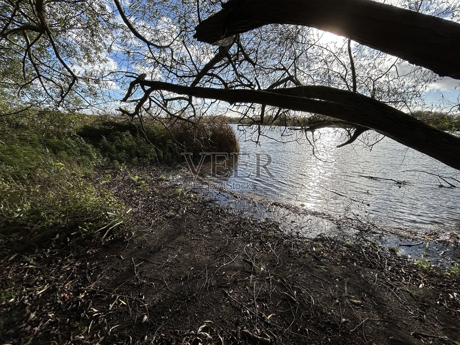 宁静的湖岸，倒影、芦苇和垂下的树枝照片摄影图片