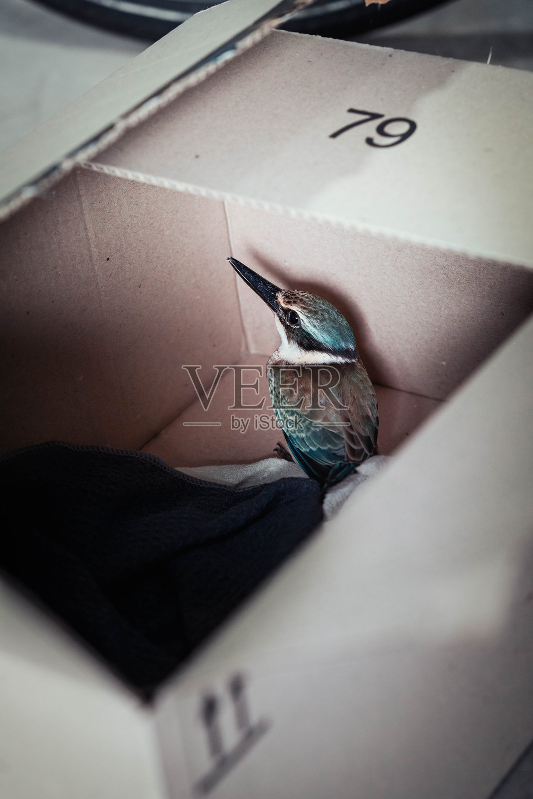 翠鸟照片摄影图片