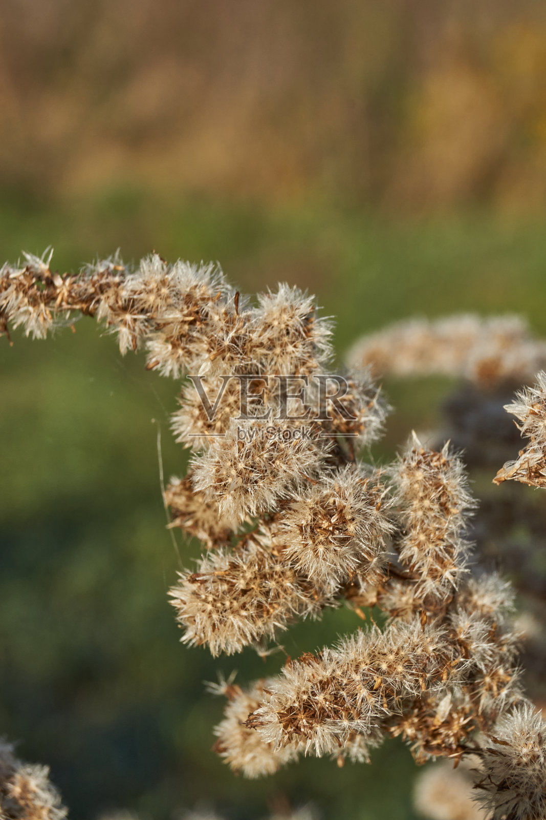 秋季。花园里的干枯植物。照片摄影图片