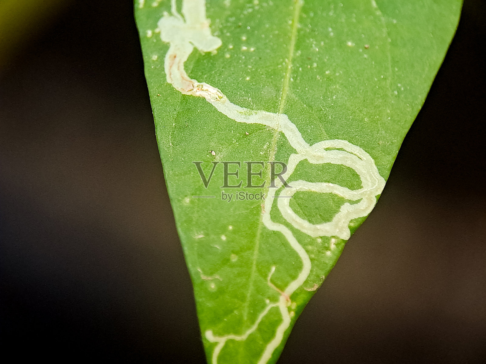一片绿叶呈现出蜿蜒的图案，这可能是昆虫啃食或大自然鬼斧神工所致。照片摄影图片