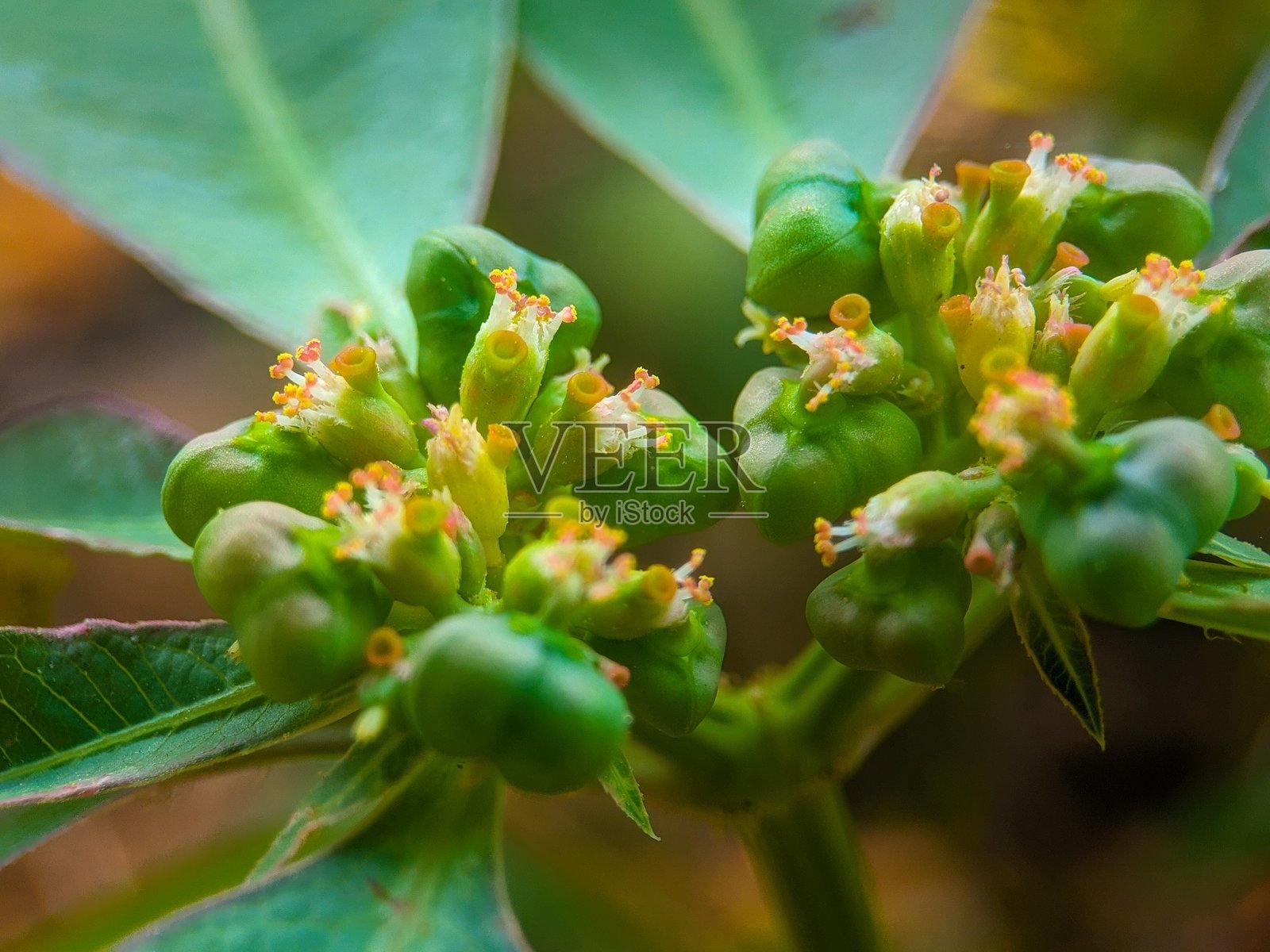 虎刺梅（大戟科）的花蕾照片摄影图片