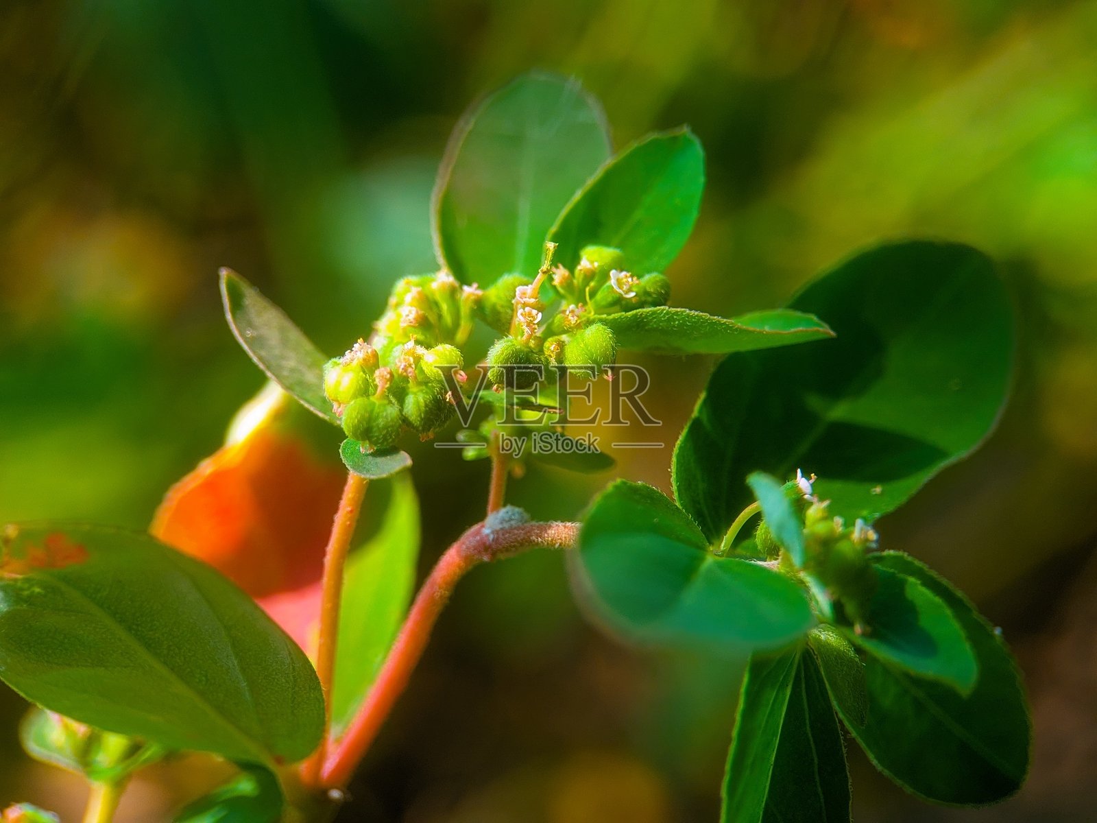 野生变叶大戟（Euphorbia heterophylla）的花蕾照片摄影图片