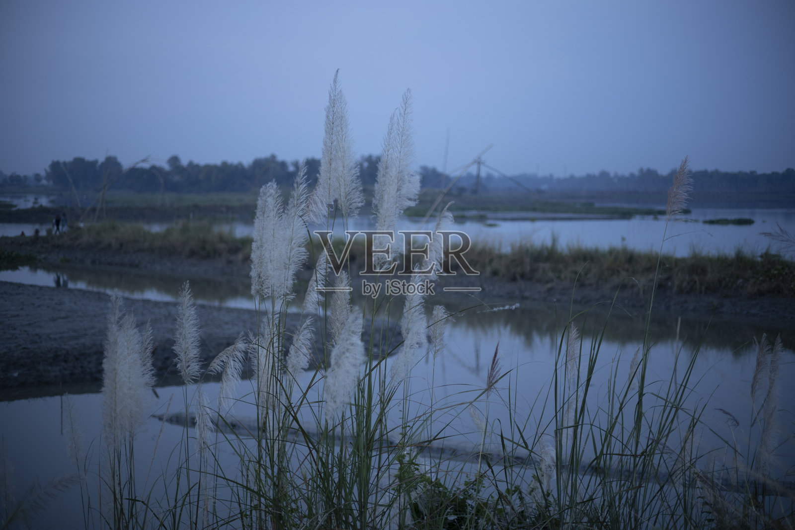 鲜花照片摄影图片