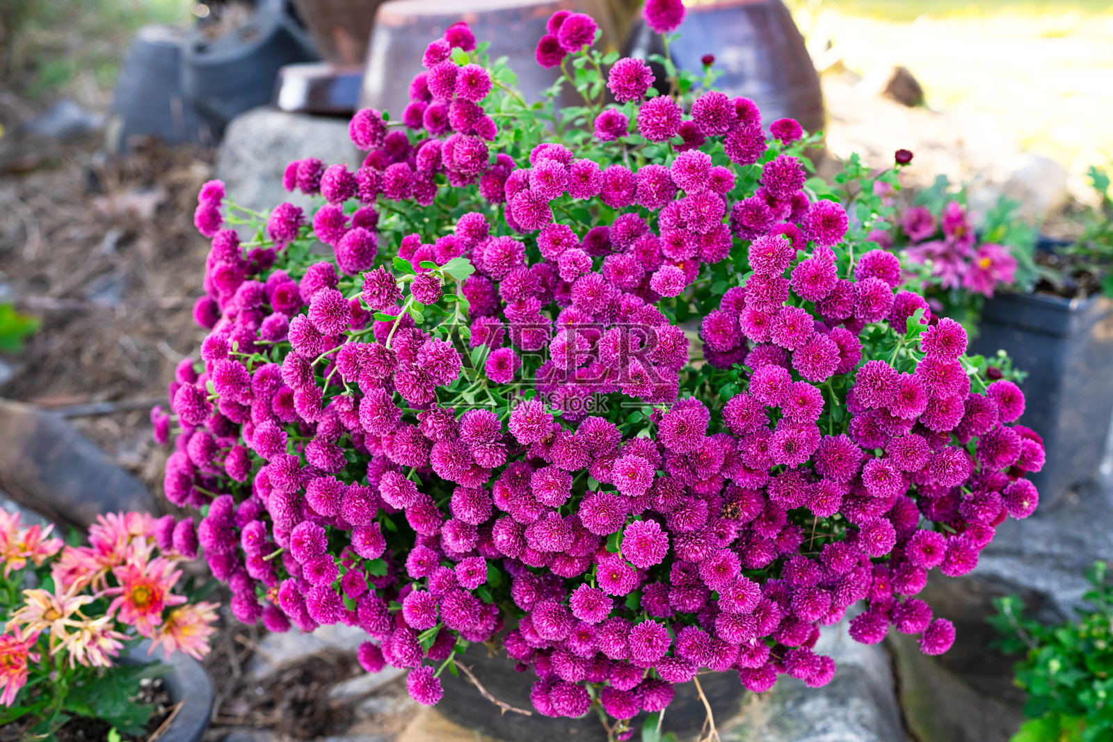 夏末的缤纷花朵照片摄影图片
