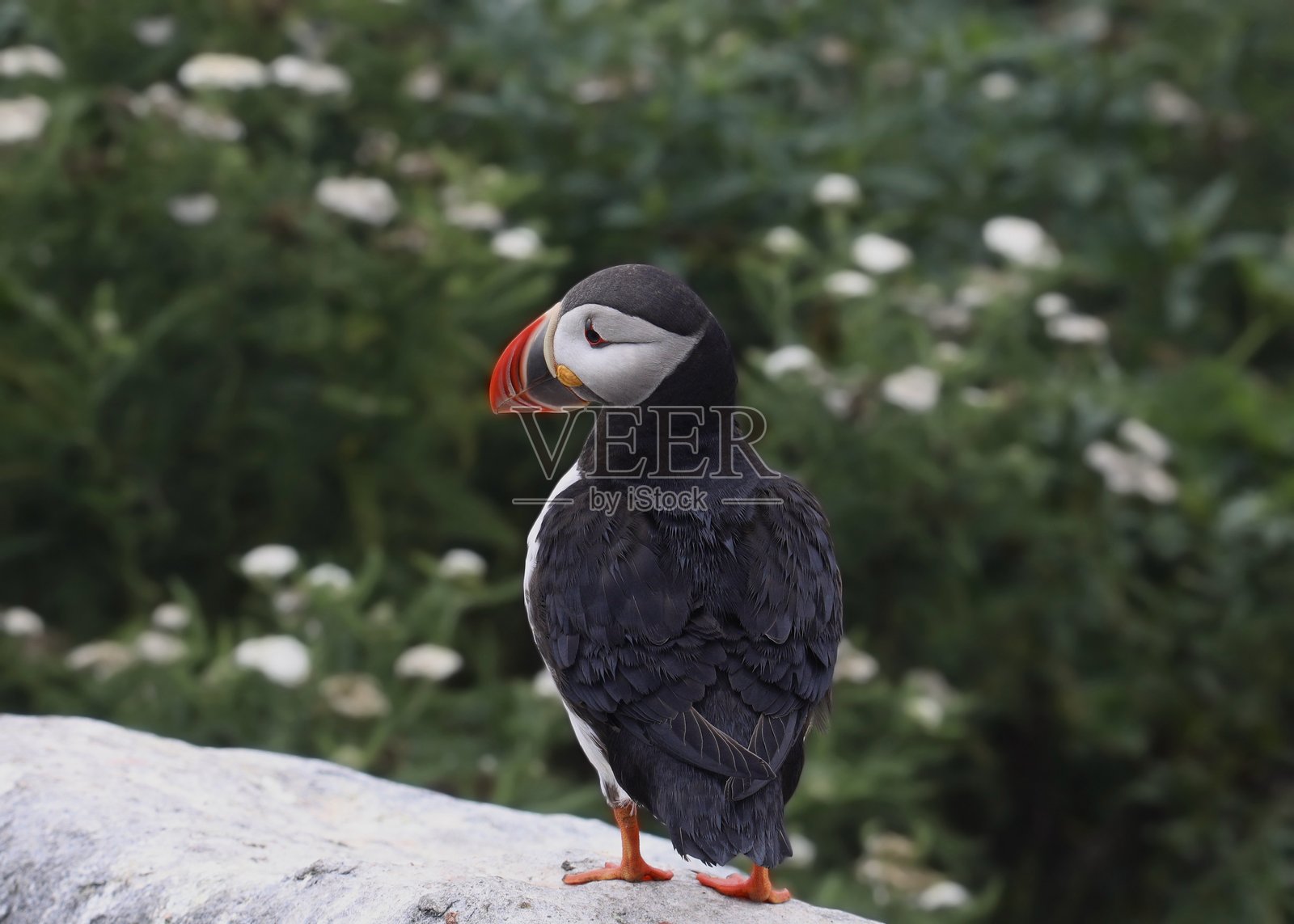 反拍的北大西洋海雀（Fratercula arctica）照片摄影图片