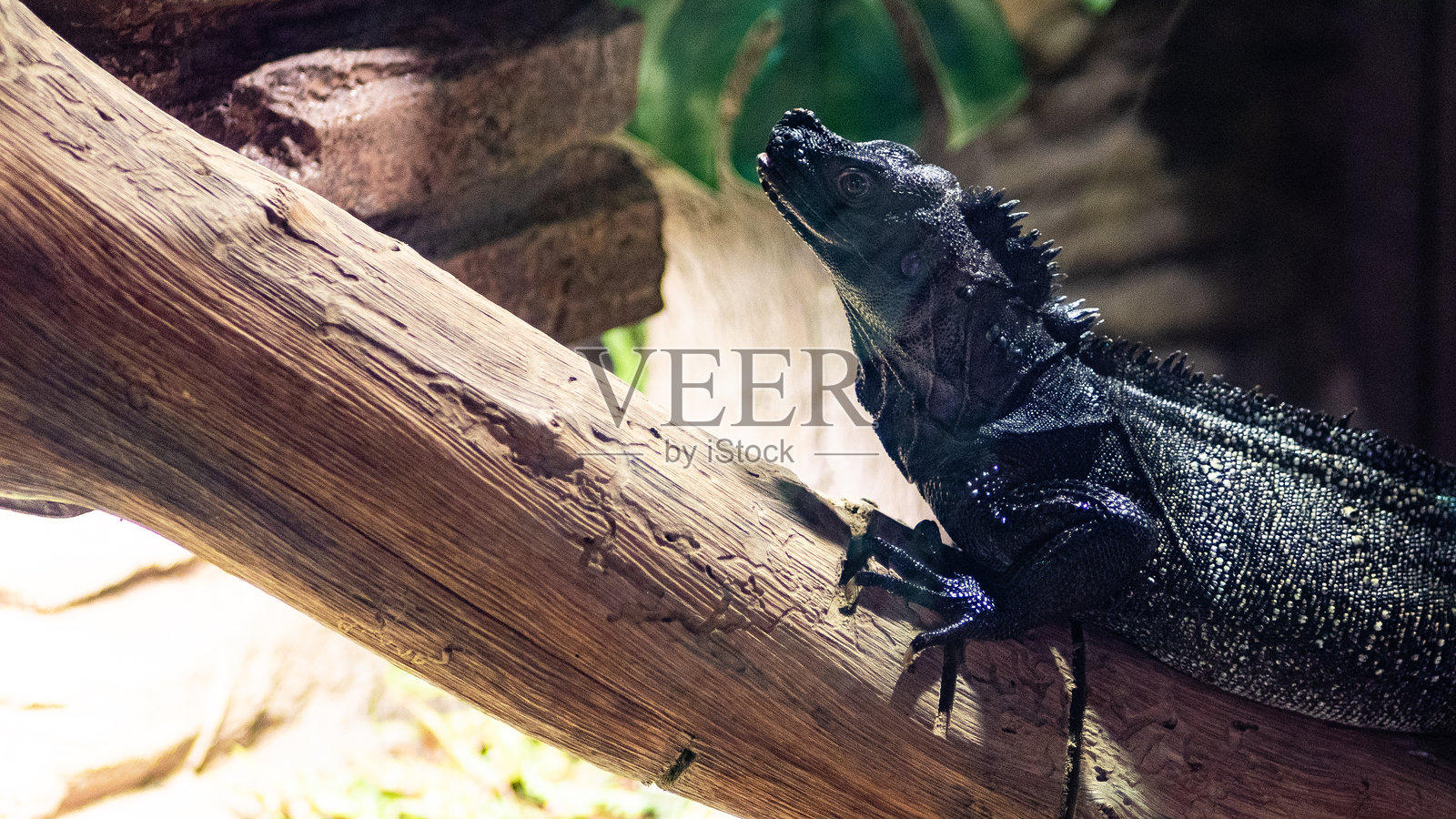 曼谷室内水族馆著名深海水生物特写彩色照片摄影图片