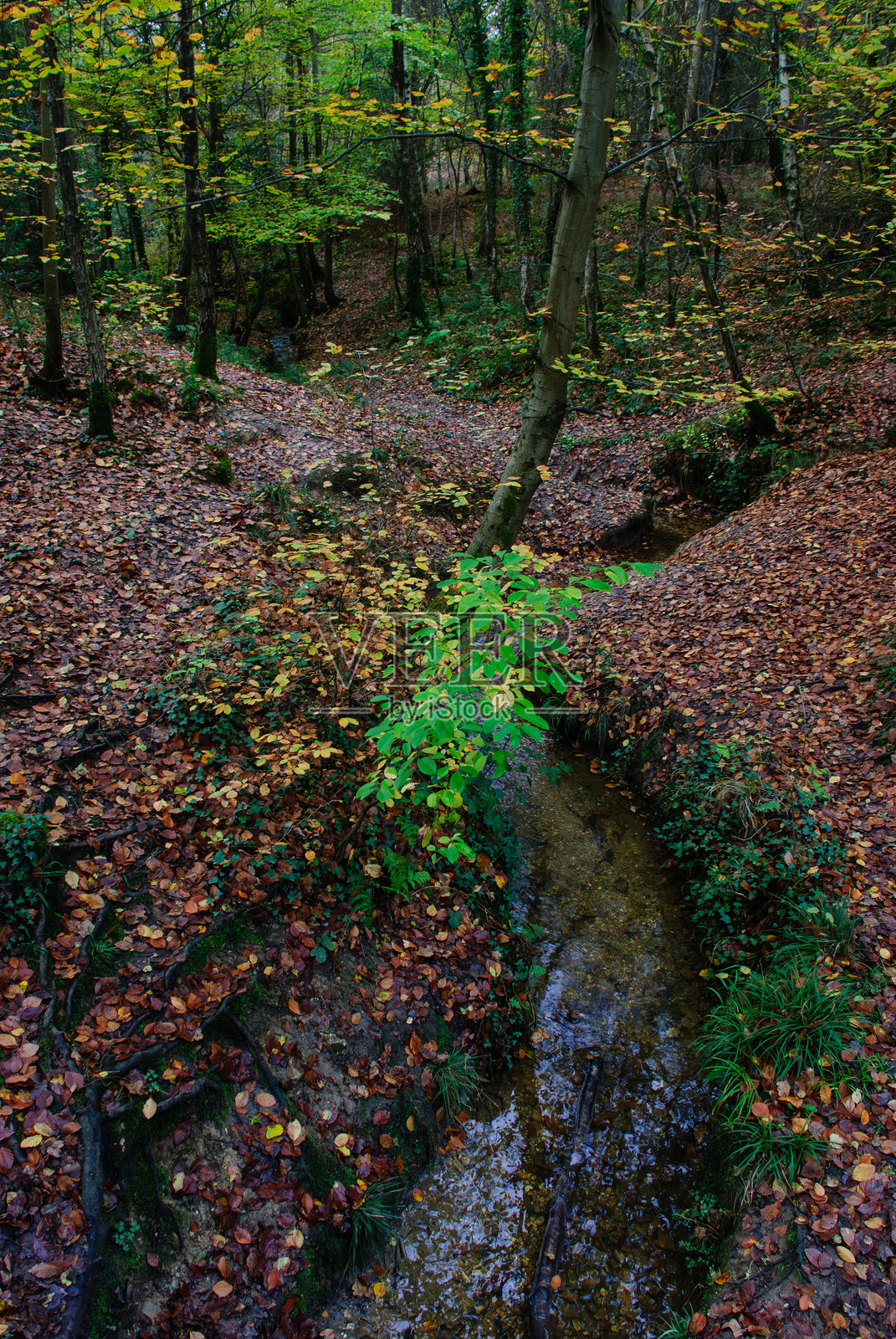 秋季树叶景观——红、橙和黄色的树叶照片摄影图片
