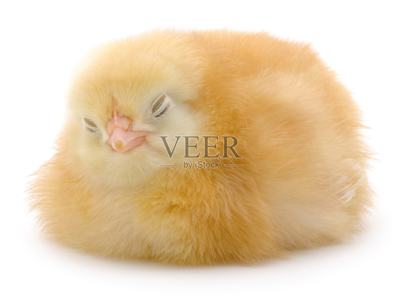 一只熟睡的黄色小鸡，孤立在白色背景上照片摄影图片