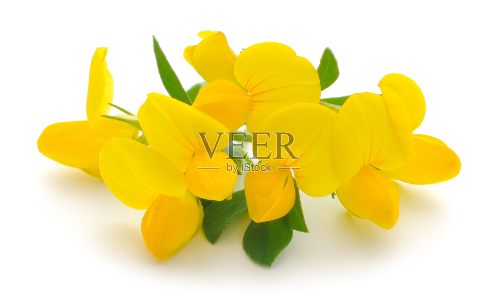 白底黄花照片摄影图片