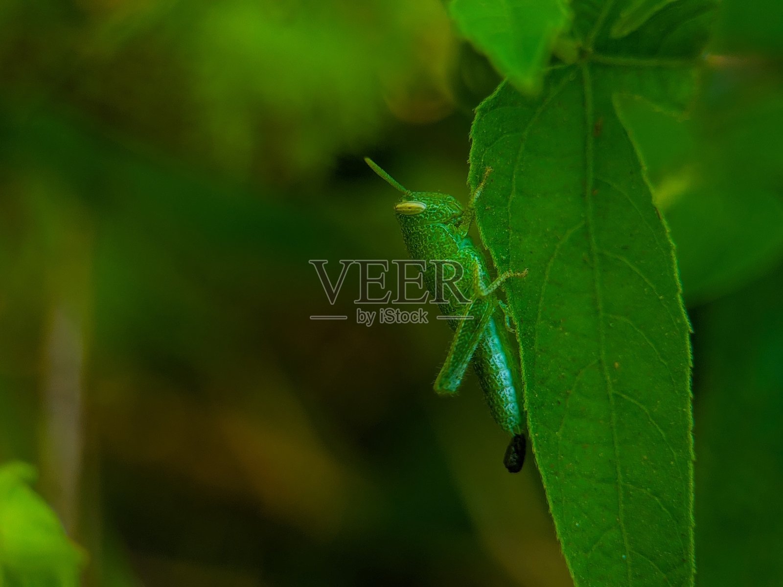 稻纵卷叶螟照片摄影图片