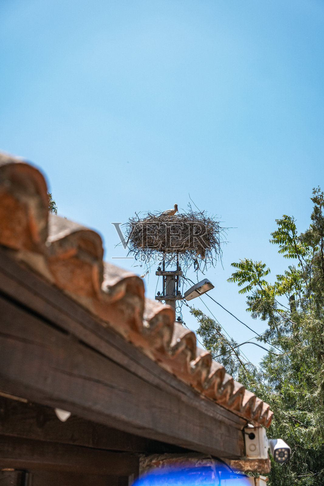 一只鹳在土耳其的电线杆上的大巢里栖息照片摄影图片