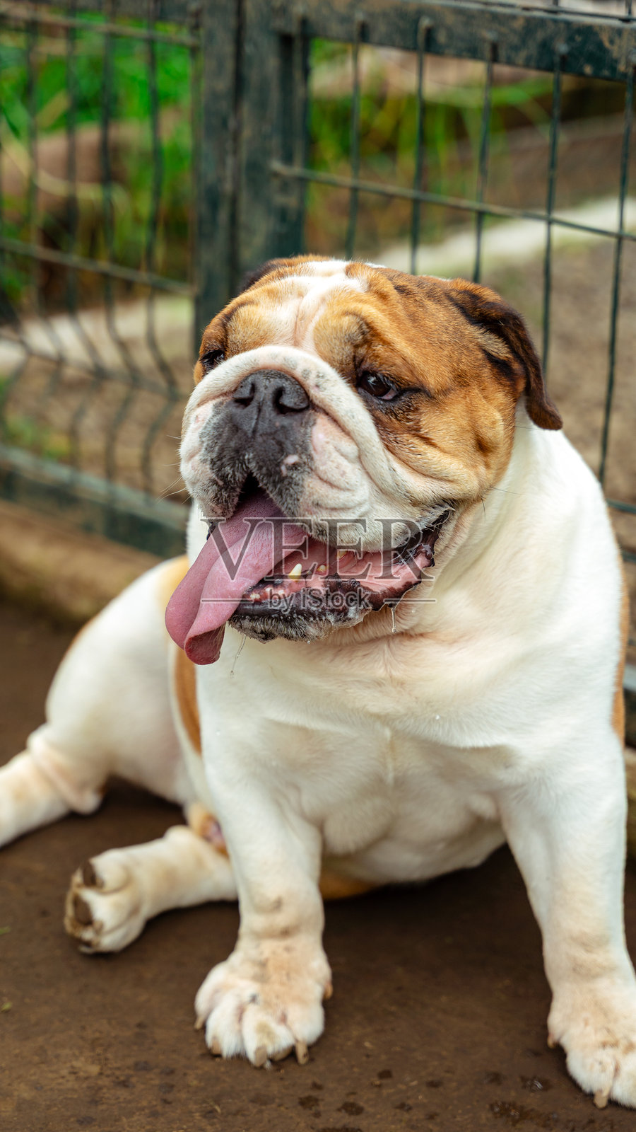 法国斗牛犬在户外吐着舌头喘气照片摄影图片