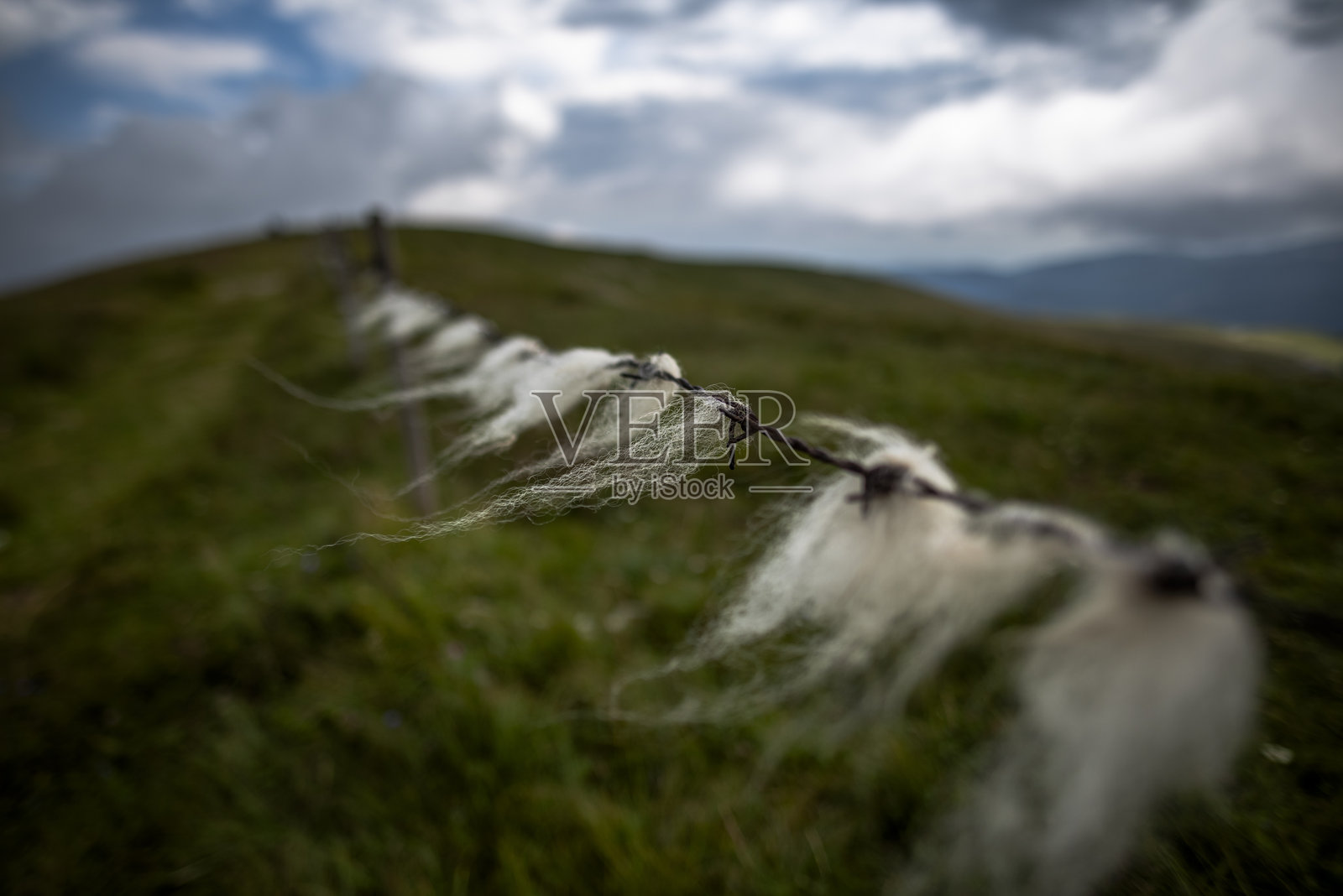 2024 08 03 羊毛和带刺铁丝网 25照片摄影图片