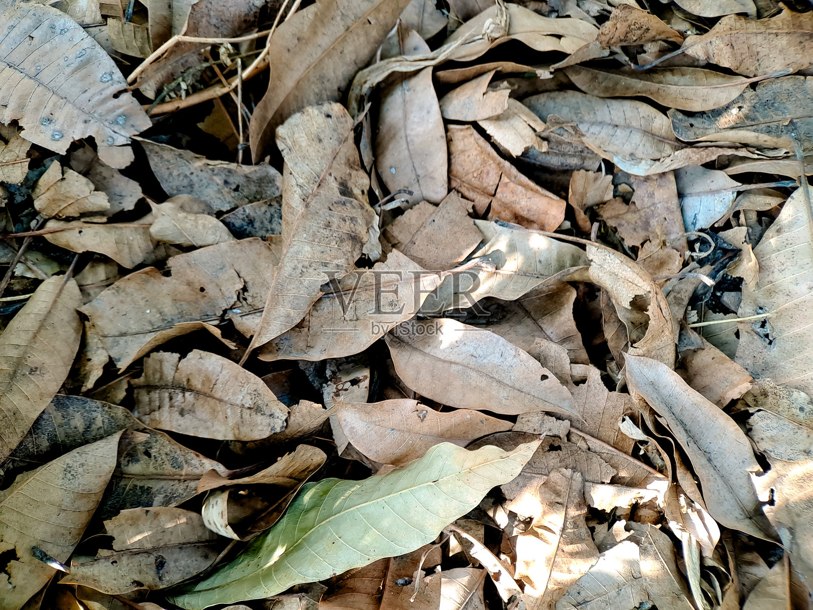 散落的枯叶展现了秋日生机勃勃的凋零中所蕴含的自然纹理和色彩渐变。照片摄影图片